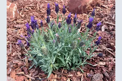 5806 Black Olive, Paradise, CA 95969 - Photo 39