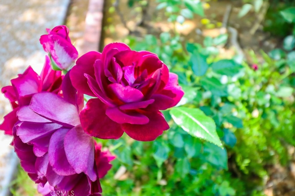 25252 Avenida Rotella, Santa Clarita CA  91355-3003 exterior