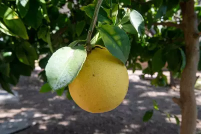 1550 Rory Lane #86, Simi Valley, CA 93063 - Photo 13