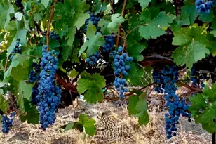 5558 Hoback Glen Rd, Hidden Hills, CA 91302 - Photo 45