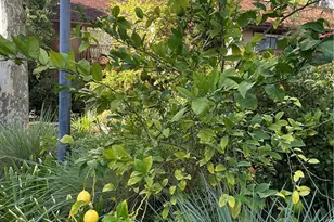 7050 Shoup Ave, Canoga Park, CA 91303 - Photo 17