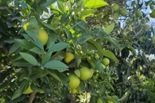 3320 Reynolds, Los Angeles, CA 90032 - Photo 31