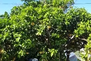 3320 Reynolds, Los Angeles, CA 90032 - Photo 29