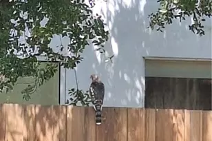 11944 Briarvale Ln, Studio City, CA 91604 - Photo 37