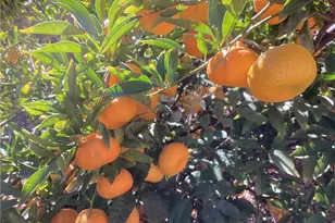 17147 Vintage, Northridge, CA 91325 - Photo 37