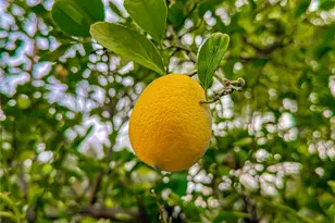 2001 Niodrara, Glendale, CA 91208 - Photo 53