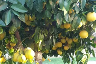 12117 Van Nuys, Sylmar, CA 91342 - Photo 33