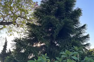 1042 W 15th, San Pedro, CA 90731 - Photo 17