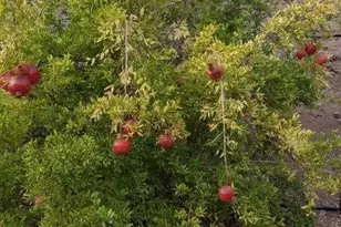 33150 Big Springs, Acton, CA 93510 - Photo 25