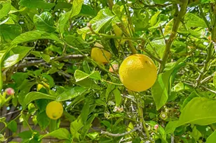 8371 Capistrano Ave, West Hills, CA 91304 - Photo 41