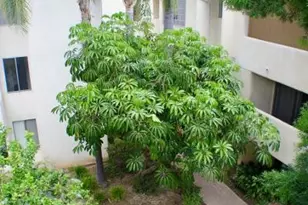 5325 Newcastle, Encino, CA 91316 - Photo 11