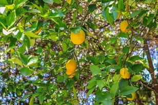 23301 Blythe St, West Hills, CA 91304 - Photo 69