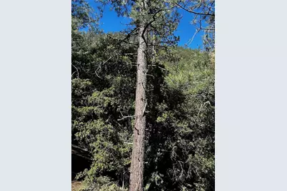 1225 Azalea, Pine Mountain Club, CA 93222 - Photo 23