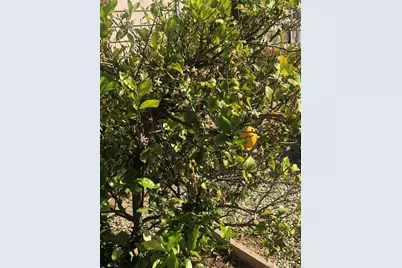 26032 Seaforthia Palm Drive, Homeland, CA 92548 - Photo 9