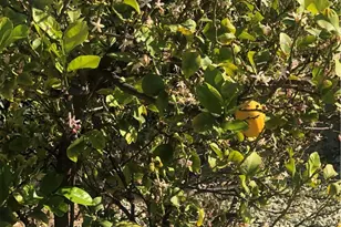 26032 Seaforthia Palm Dr, Homeland, CA 92548 - Photo 9