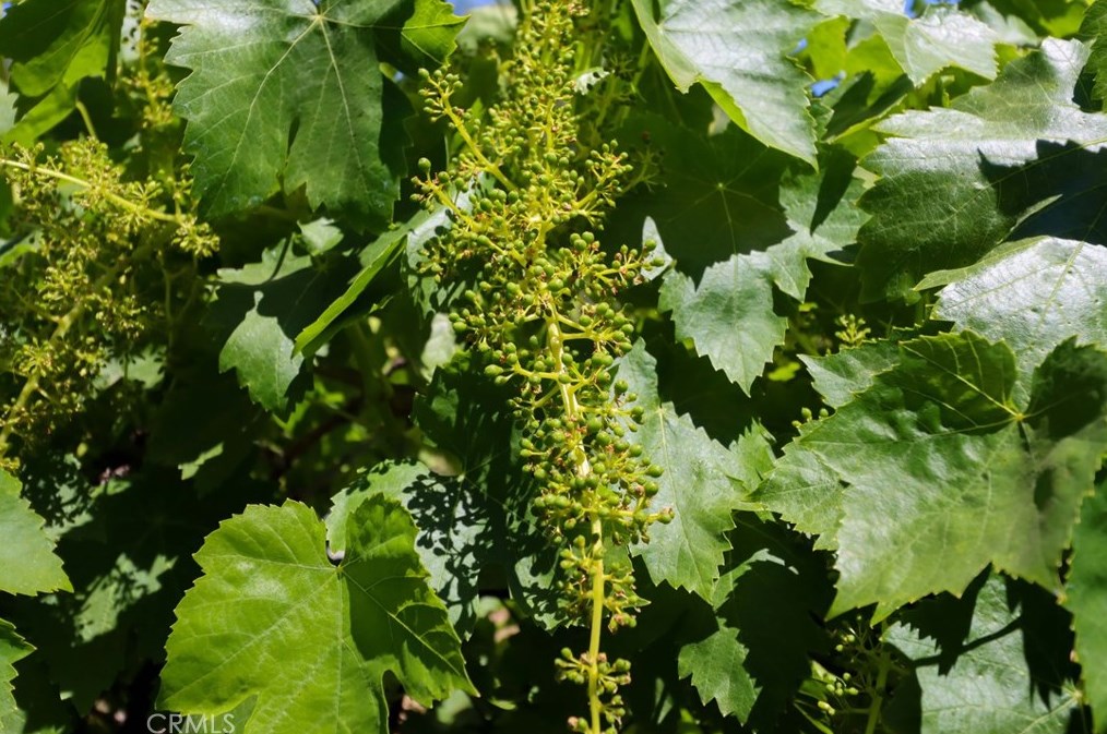 41900 Ivy St, Murrieta CA  92562-9270 exterior