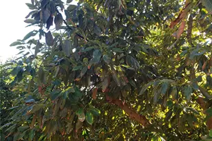 43520 Calle Colina, Temecula, CA 92590 - Photo 7