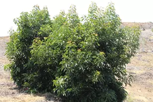 4 Via Vaquero Rd, Temecula, CA 92590 - Photo 11