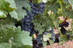 39547 Calle Cabernet, Temecula, CA 92591 - Photo 69