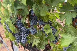 39547 Calle Cabernet, Temecula, CA 92591 - Photo 67