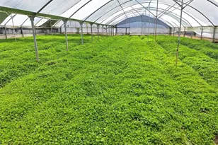 41790 Jay Dee Ln, Anza, CA 92539 - Photo 5