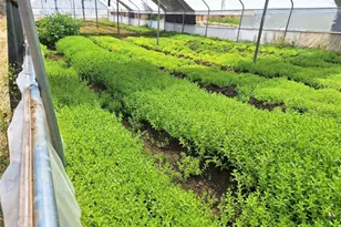 41790 Jay Dee Ln, Anza, CA 92539 - Photo 7