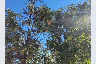 59120 Coyote Canyon Road, Anza, CA 92539 - Photo 49