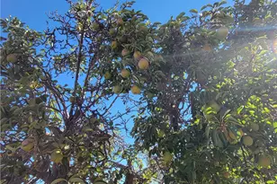 59120 Coyote Canyon Rd, Anza, CA 92539 - Photo 49