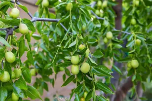 33593 Pebble Brook Cir, Temecula, CA 92592 - Photo 39