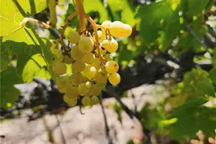 38855 Howard Rd, Anza, CA 92539 - Photo 11