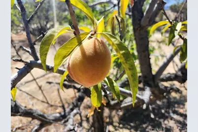 38855 Howard Road, Anza, CA 92539 - Photo 13