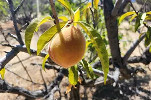 38855 Howard Rd, Anza, CA 92539 - Photo 13