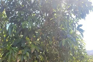 0 Los Gatos, Temecula, CA 92590 - Photo 5