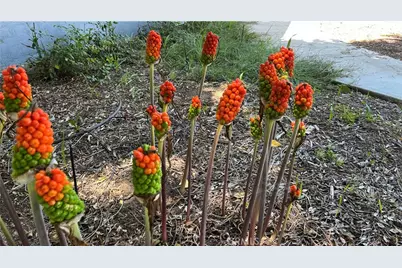 21457 Pecan, Wildomar, CA 92595 - Photo 55