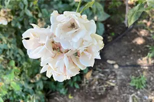 21457 Pecan, Wildomar, CA 92595 - Photo 57