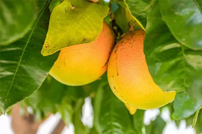 24599 Calle Perla, Murrieta, CA 92562 - Photo 53