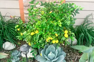 2425 Heather Ave, Long Beach, CA 90815 - Photo 5