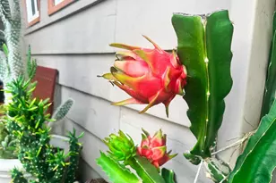 2425 Heather Ave, Long Beach, CA 90815 - Photo 11