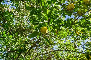 26850 Columbia St, Hemet, CA 92544 - Photo 43