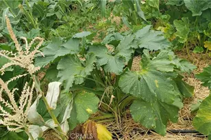 57745 Bailey, Anza, CA 92539 - Photo 45