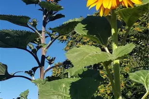 57745 Bailey, Anza, CA 92539 - Photo 49