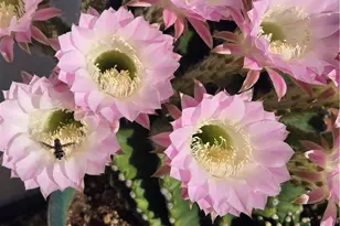 57745 Bailey, Anza, CA 92539 - Photo 55