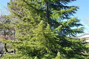 57745 Bailey, Anza, CA 92539 - Photo 73