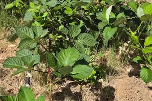 57745 Bailey, Anza, CA 92539 - Photo 47