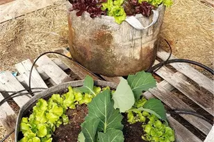 57745 Bailey, Anza, CA 92539 - Photo 47