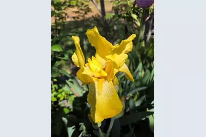 57745 Bailey, Anza, CA 92539 - Photo 51