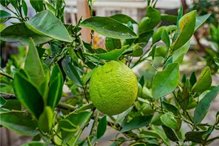 29629 Big Range Rd, Canyon Lake, CA 92587 - Photo 41