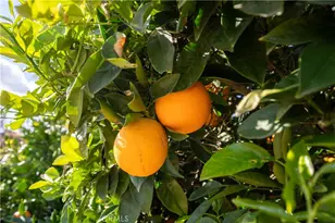 29217 Desert Hills Rd, Menifee, CA 92586 - Photo 41