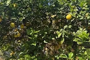 1223 E 124th, Los Angeles, CA 90059 - Photo 9