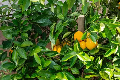 24212 Bay Laurel Avenue, Murrieta, CA 92562 - Photo 31